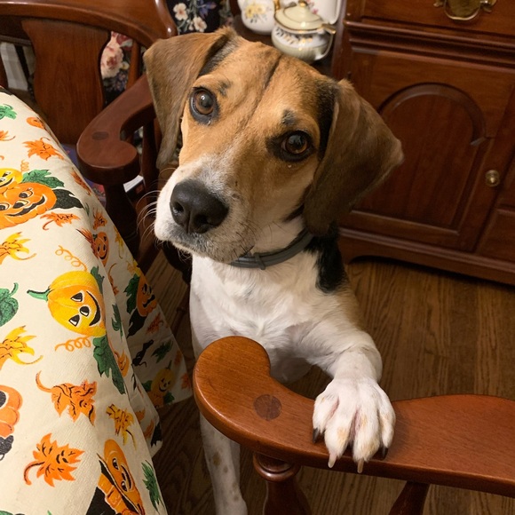 Martha Stewart Light-Up Magic Spell Book Witch Skull Potion Halloween - Picture 11 of 12